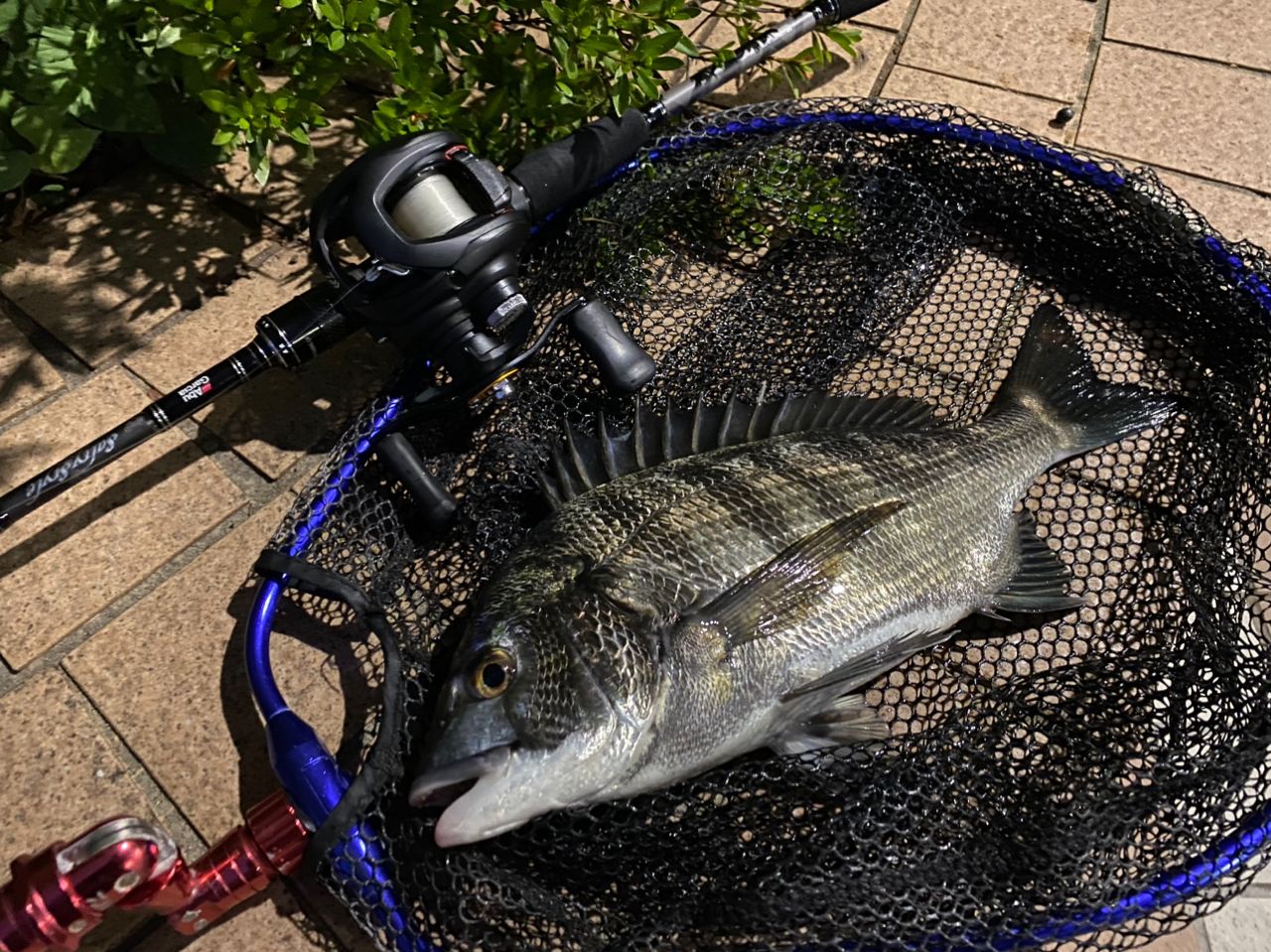 アブガルシア STBC-702ULS-KR Amazon | AbuGarcia (アブガルシア) ソルティースタイル ベイト