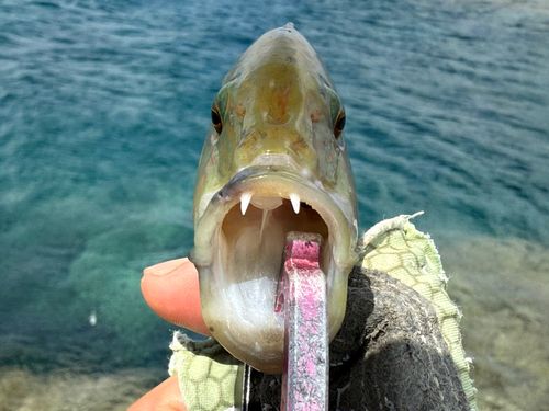 ヒトスジモチノウオの釣果