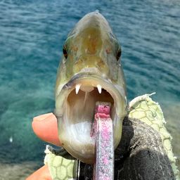 ヒトスジモチノウオ