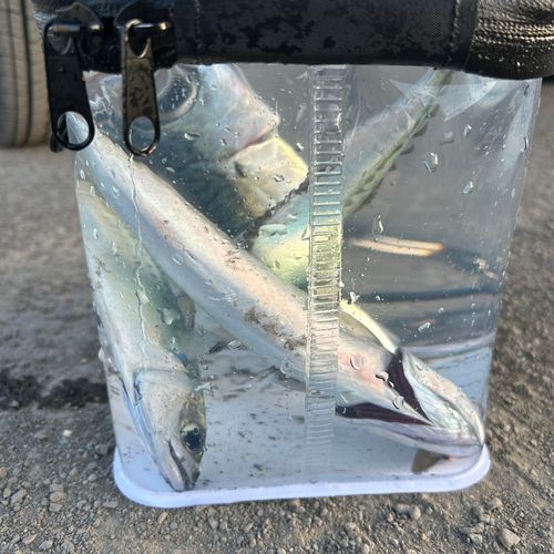 サバの釣果