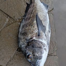 チヌ