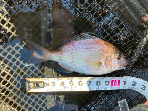 チャリコの釣果