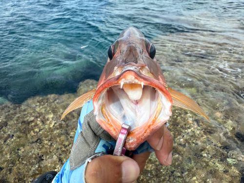 イッテンフエダイの釣果