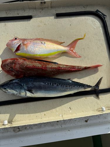 ホウボウの釣果