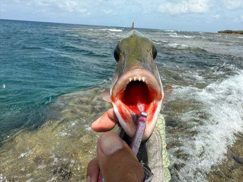 イソフエフキの釣果