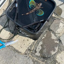 ホウボウ
