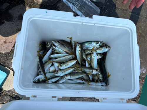 アジの釣果
