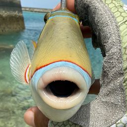 クラカケモンガラ
