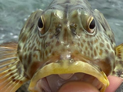 イソゴンベの釣果
