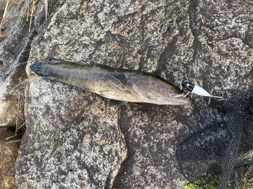 ライギョの釣果