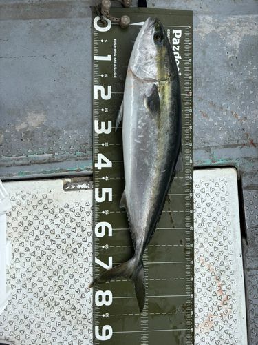 ブリの釣果