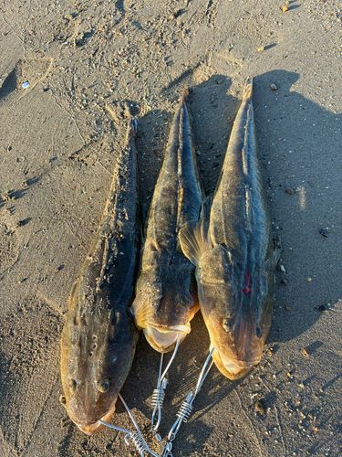マゴチの釣果