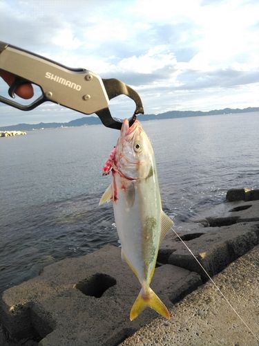 ツバスの釣果