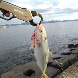 ツバス