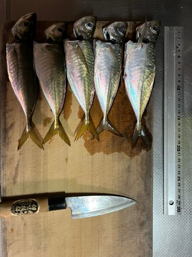 アジの釣果