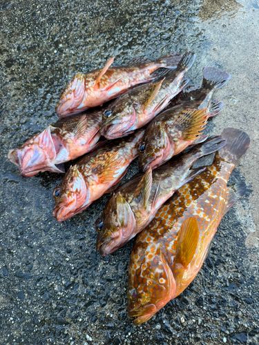 キジハタの釣果