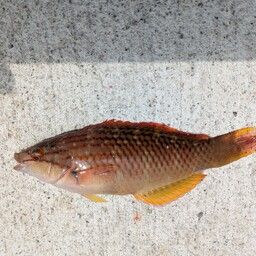 アカササノハベラ