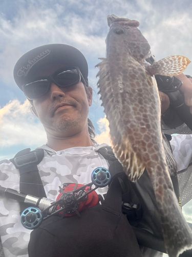 オオモンハタの釣果