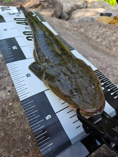 マゴチの釣果