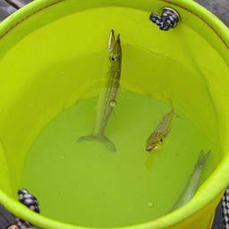 カマス