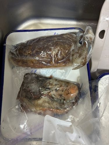 タコの釣果