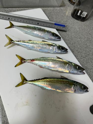 サバの釣果
