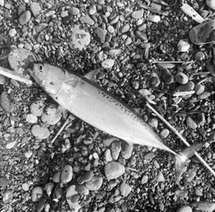 ソウダガツオの釣果