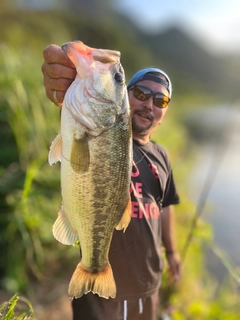 ラージマウスバスの釣果