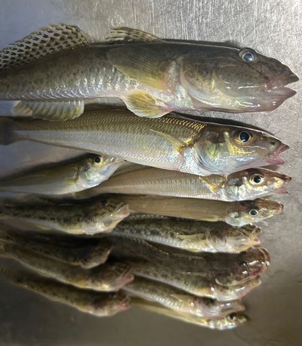 キスの釣果