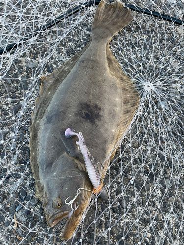 ヒラメの釣果