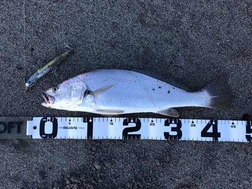 ニベの釣果