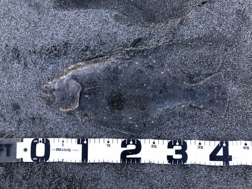 ヒラメの釣果
