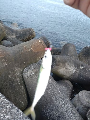 釣果