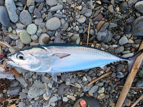 ソウダガツオの釣果