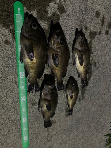 メバルの釣果