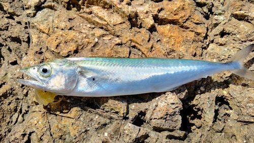 サゴシの釣果