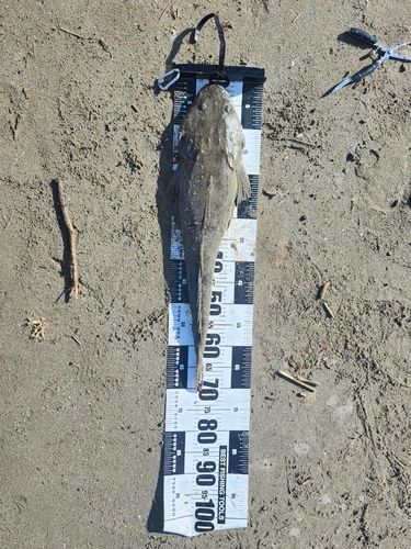 マゴチの釣果