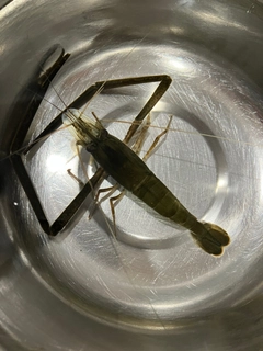 テナガエビの釣果