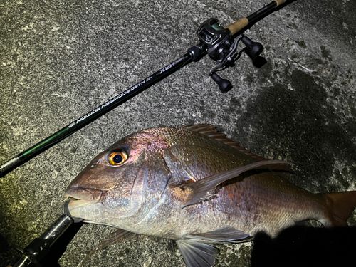 マダイの釣果