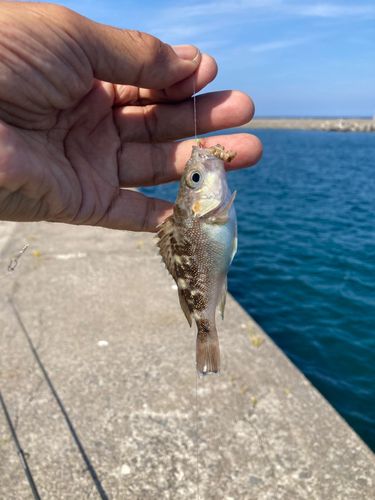 ガヤの釣果