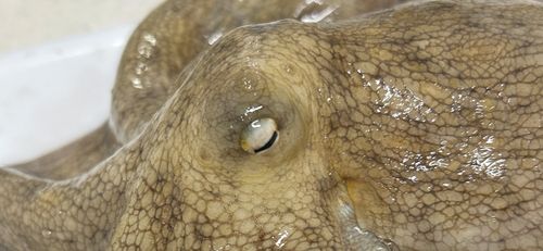 マダコの釣果