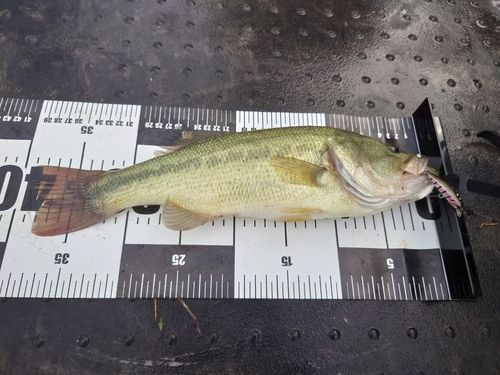 ブラックバスの釣果