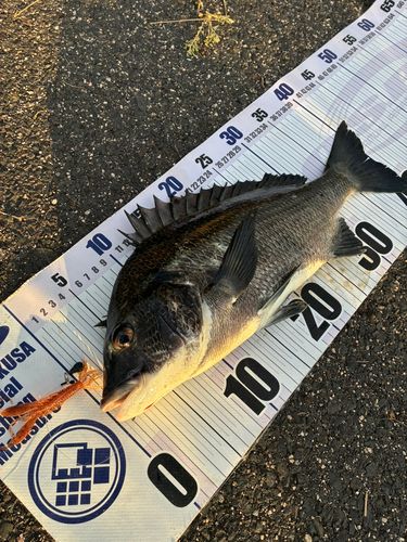 チヌの釣果