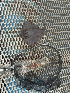 アカエイの釣果