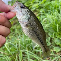 ラージマウスバス