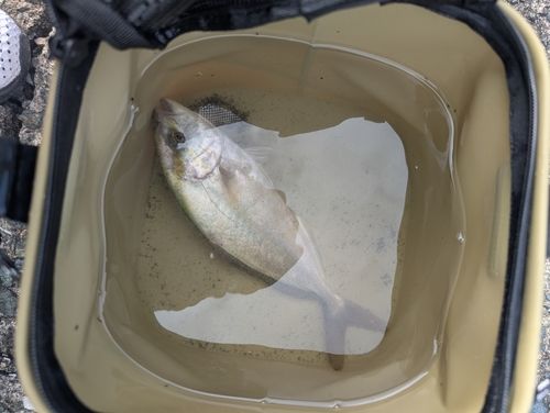 ネリゴの釣果