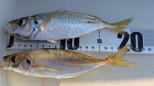 アジの釣果