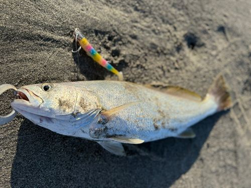 ニベの釣果