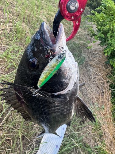チヌの釣果
