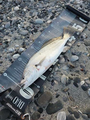 ニベの釣果